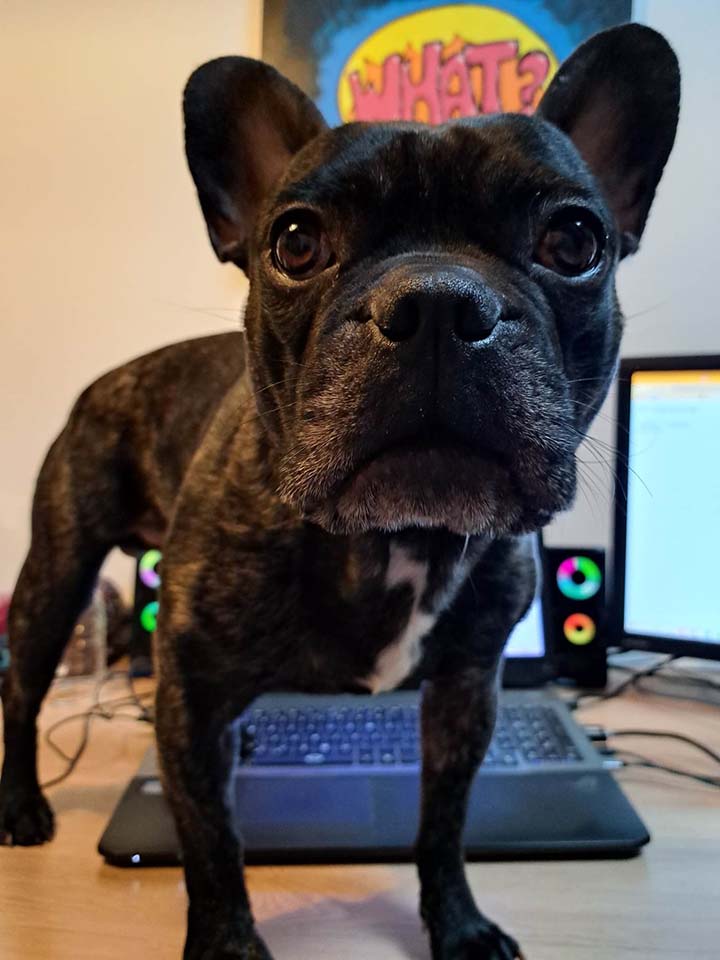 Titi